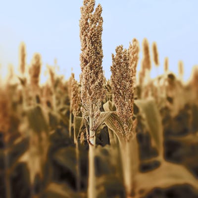Bajra (Pearl Millet)