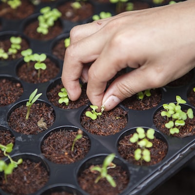 IFFCO Nano Zinc (Liquid)