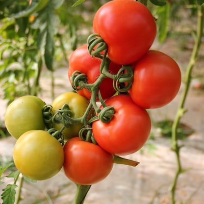 Tomato Seeds (Arka Rakshak)