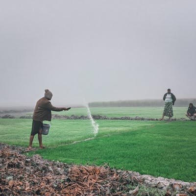 IFFCO Urea (46:0:0) Neem Coated
