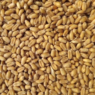 Wheat (Sharbati)
